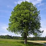 TOUCHSCREEN Herblements