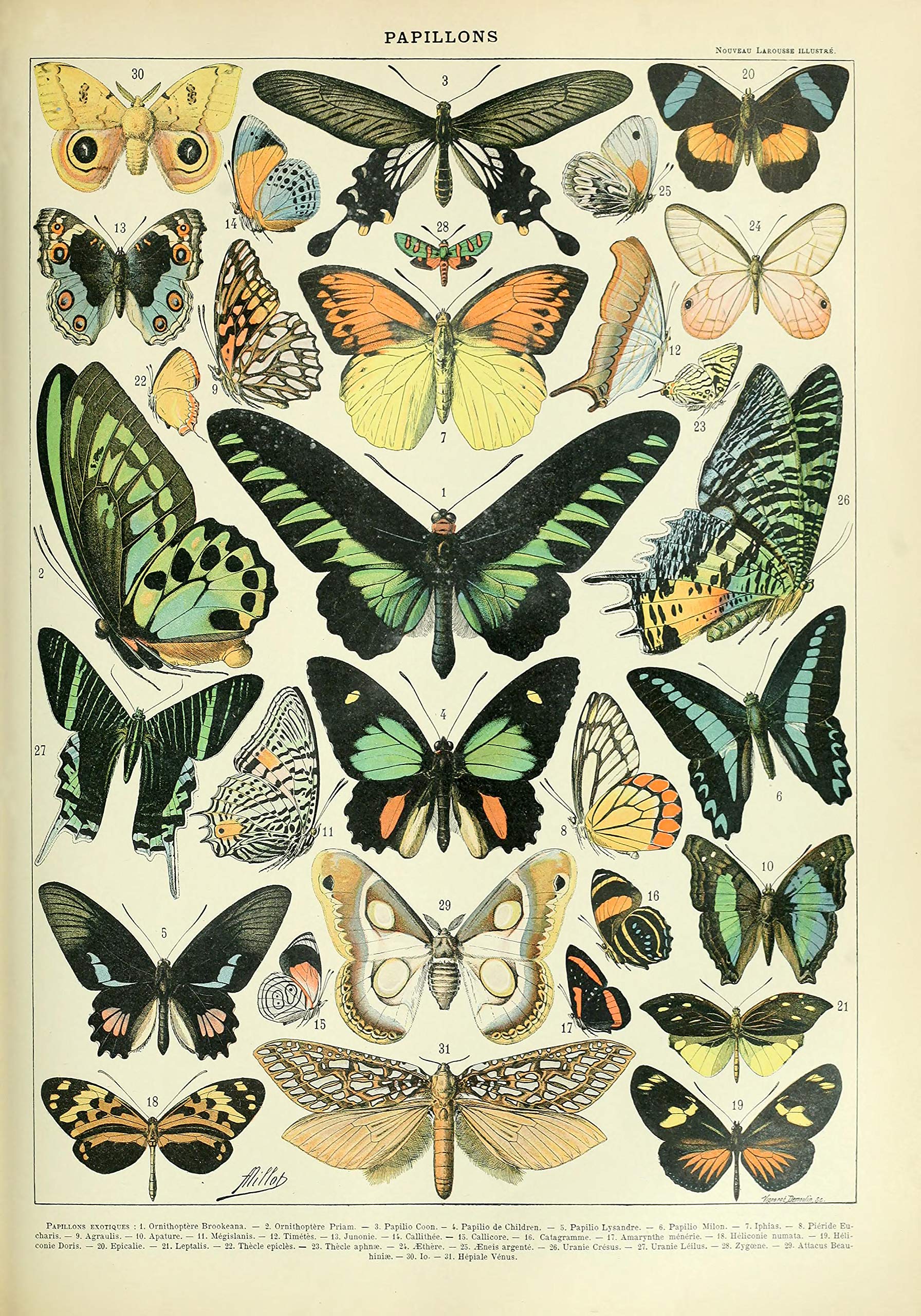 Vintage Papillons Butterflies Poster French Butterfly Poster