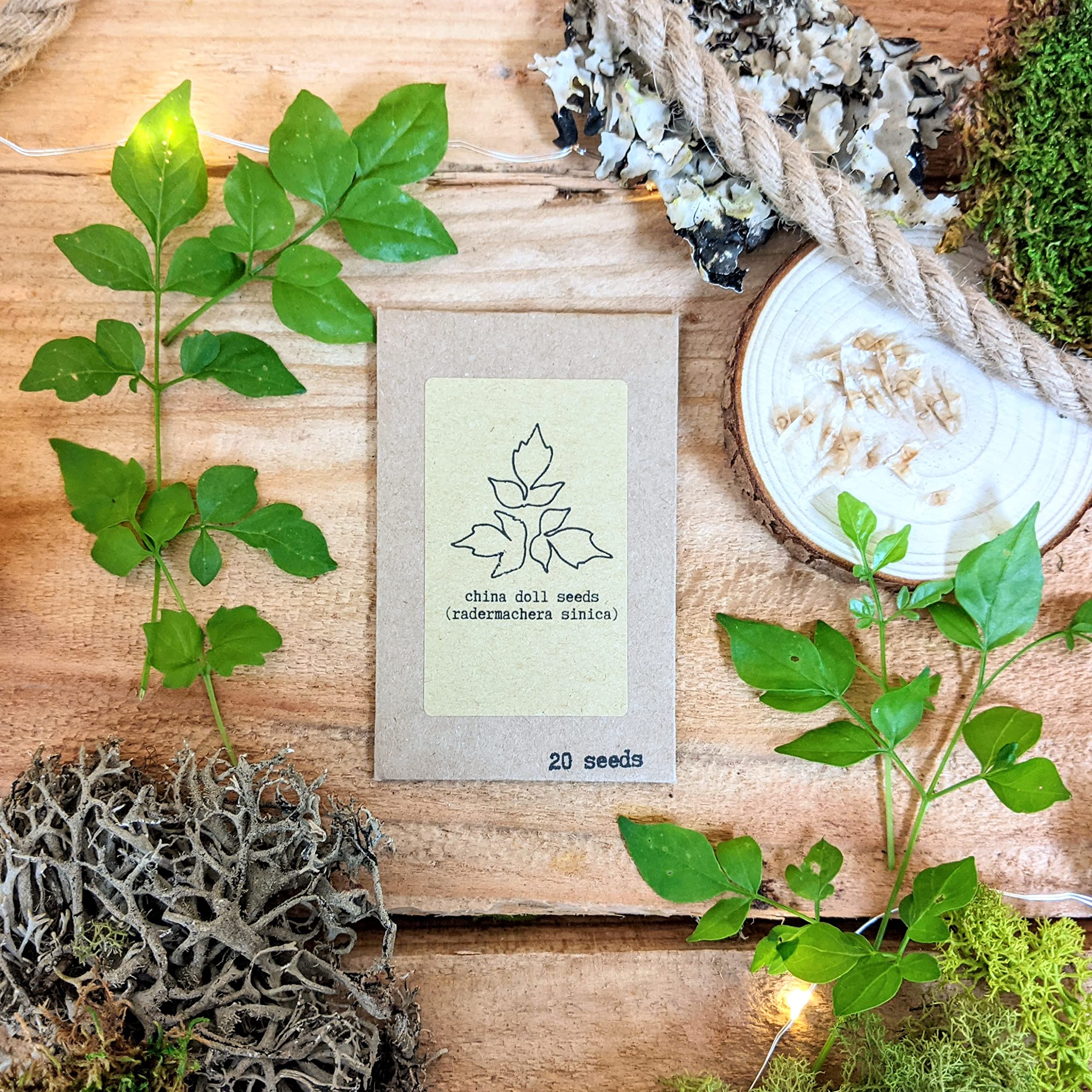 Radermachera Sinica 'China Doll' Plant Seeds (Exotic Tropical Foliage Plant Seeds!), Green