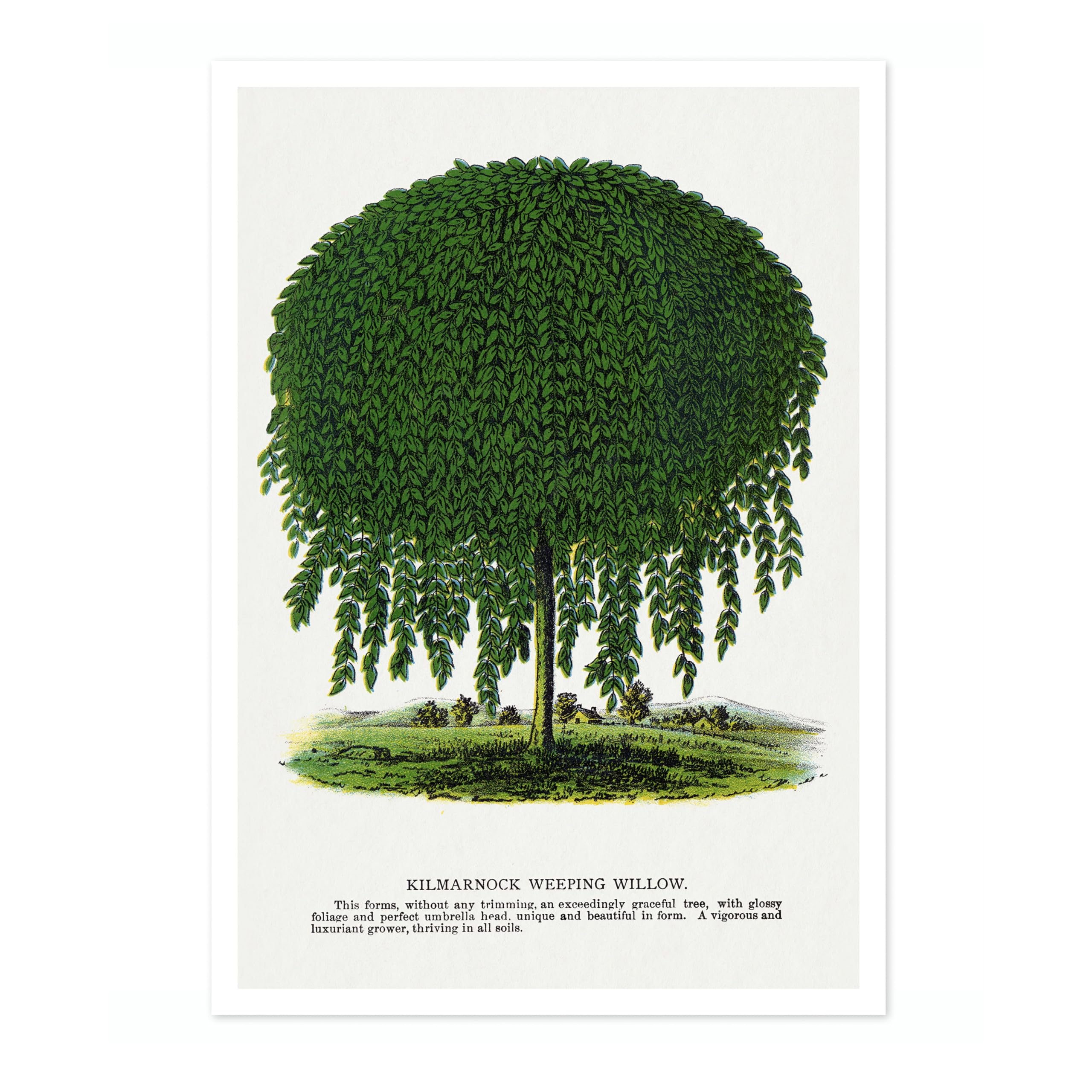 Kilmarnock Weeping Willow Vintage Botanical Tree Poster, Nature Home Decor Wall Art, Retro Encyclopedia Illustration, Archival Matte, A5 (Print Only) - 21x14.8cm โ image 1