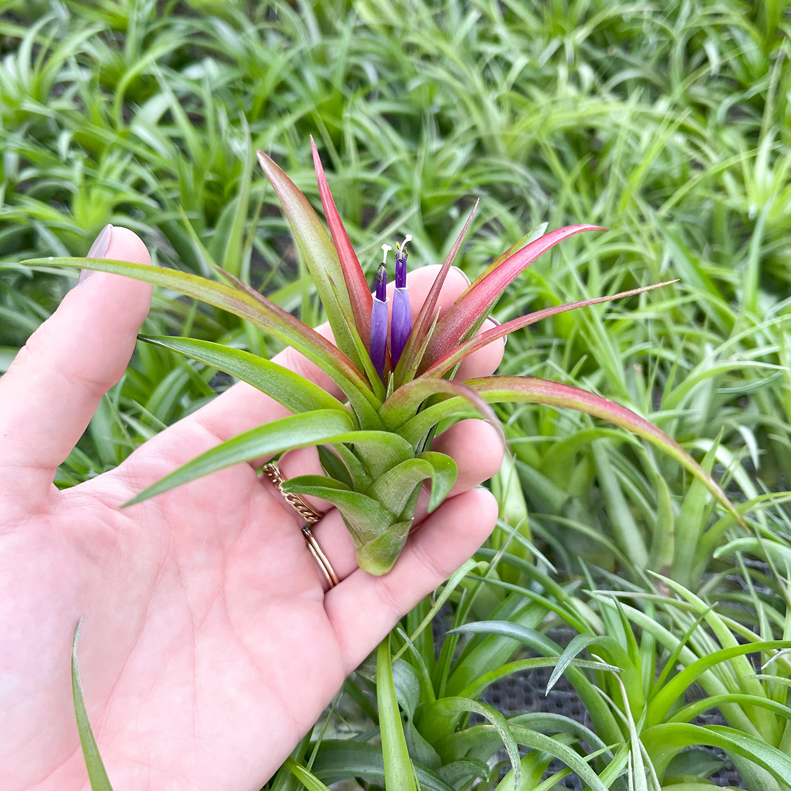 ブロメリア・エアープランツ Tillandsia 'Succulent Form' x Nizanda Tillandsia Air Plant House Plant NO SOIL REQUIRED airplant