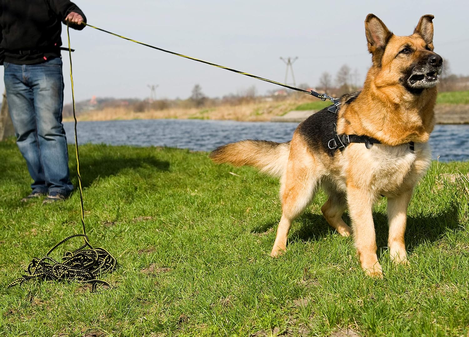 Dingo Dog Training Leash to Seek Scents, Guardwork, Tracking, Nosework and Retrieve, Handmade Lead with a Handle, Black and Yellow 10269