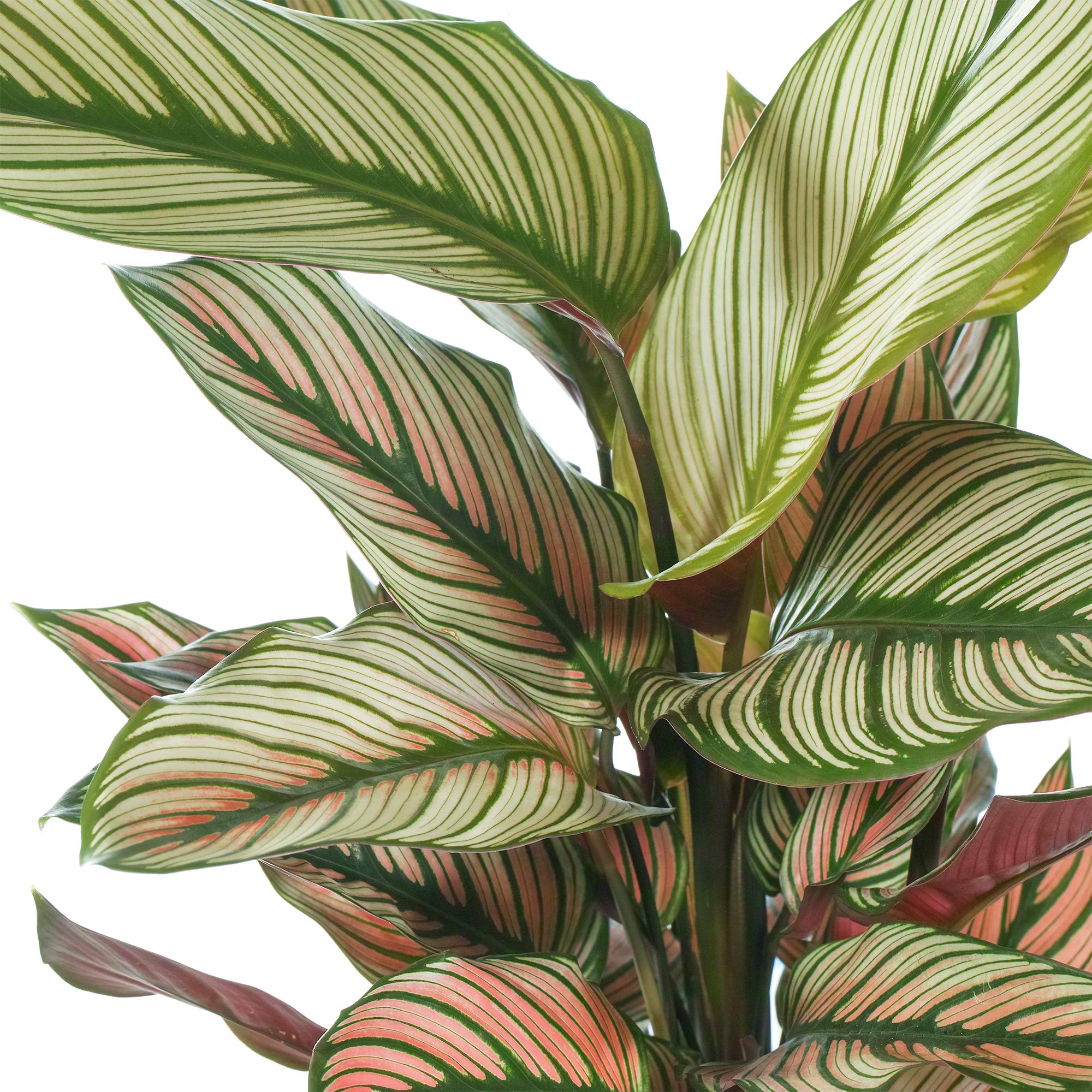 Calathea White Star - Unique Indoor Indoor Plant in Pot Gift : Amazon.de:  Garden