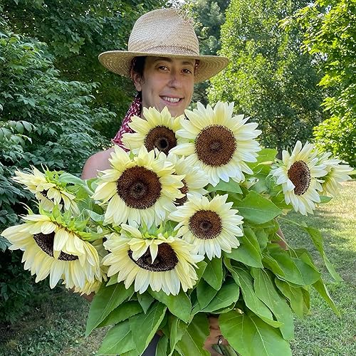 Miniatura 5 de CHUXAY GARDEN Semillas de girasol blancas como la nieve, 50 semillas, flores ornamentales de jardín, Helianthus annuus, atraen mariposas y abejas