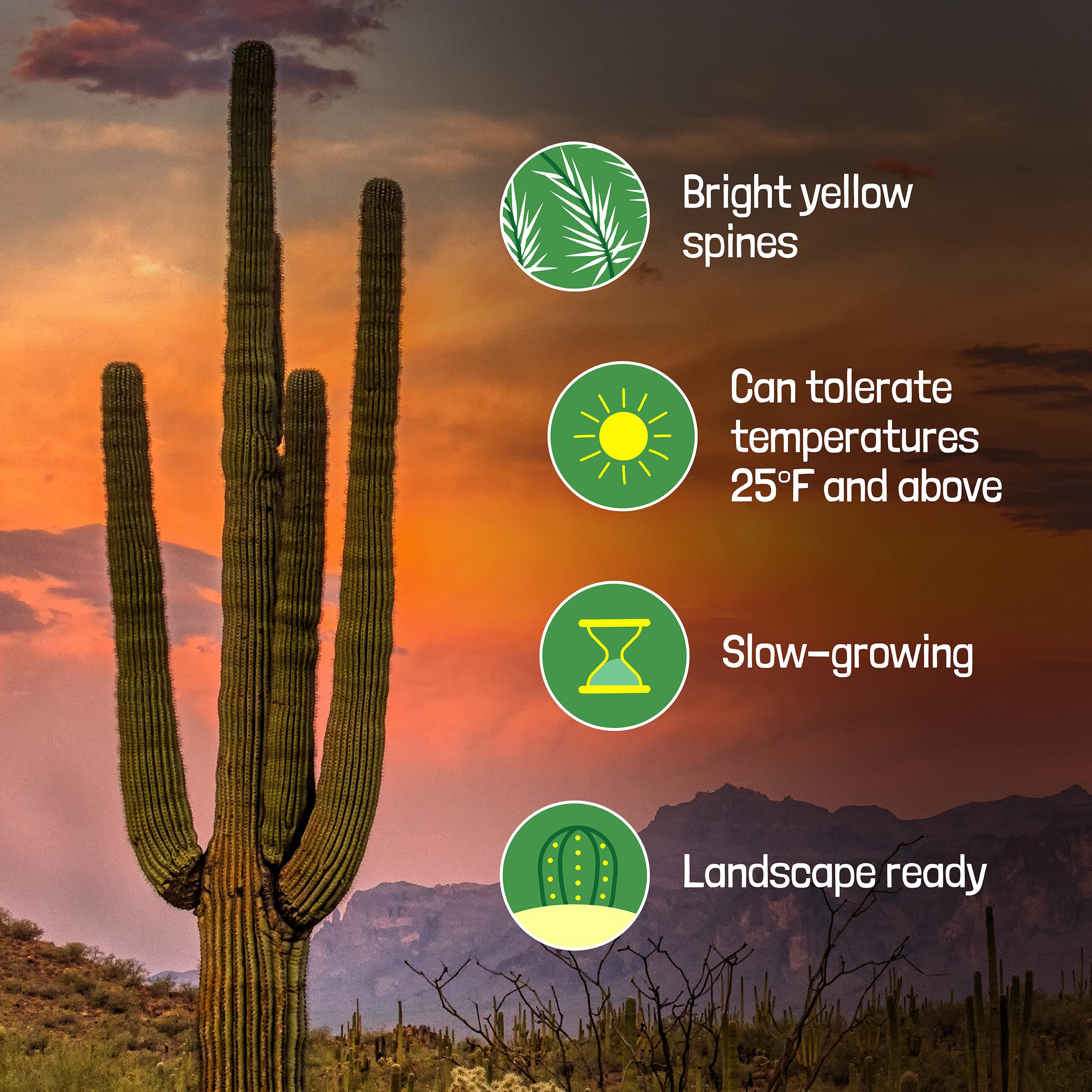 Amazon.com : Cactus Outlet - Live Saguaro Cactus, Cactus Plants Live, 2' -  Live Plants Indoor & Outdoor Use, Rare Large Live Cactus - Landscape Ready Large  Cactus Plant Live Delivered Right