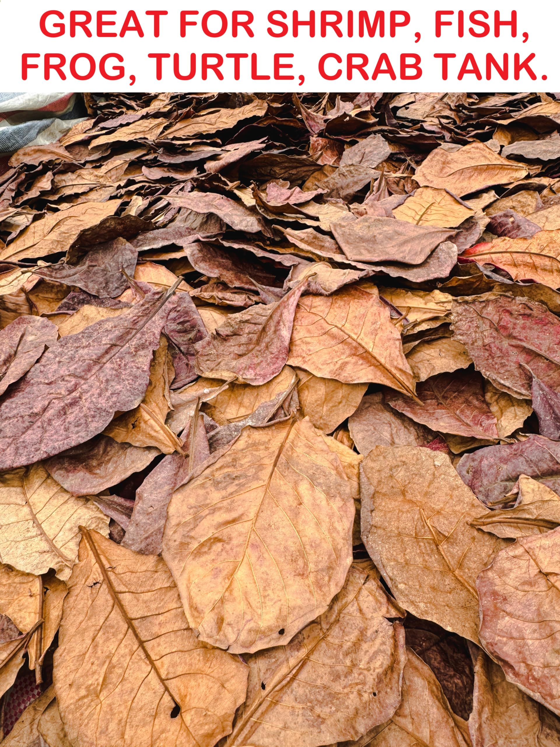 Lot de 50 feuilles d'amandes indiennes de qualité supérieure - 25,4 à 30,5 cm - Feuilles catappa riches en tanin - Décoration d'aquarium - Grande taille