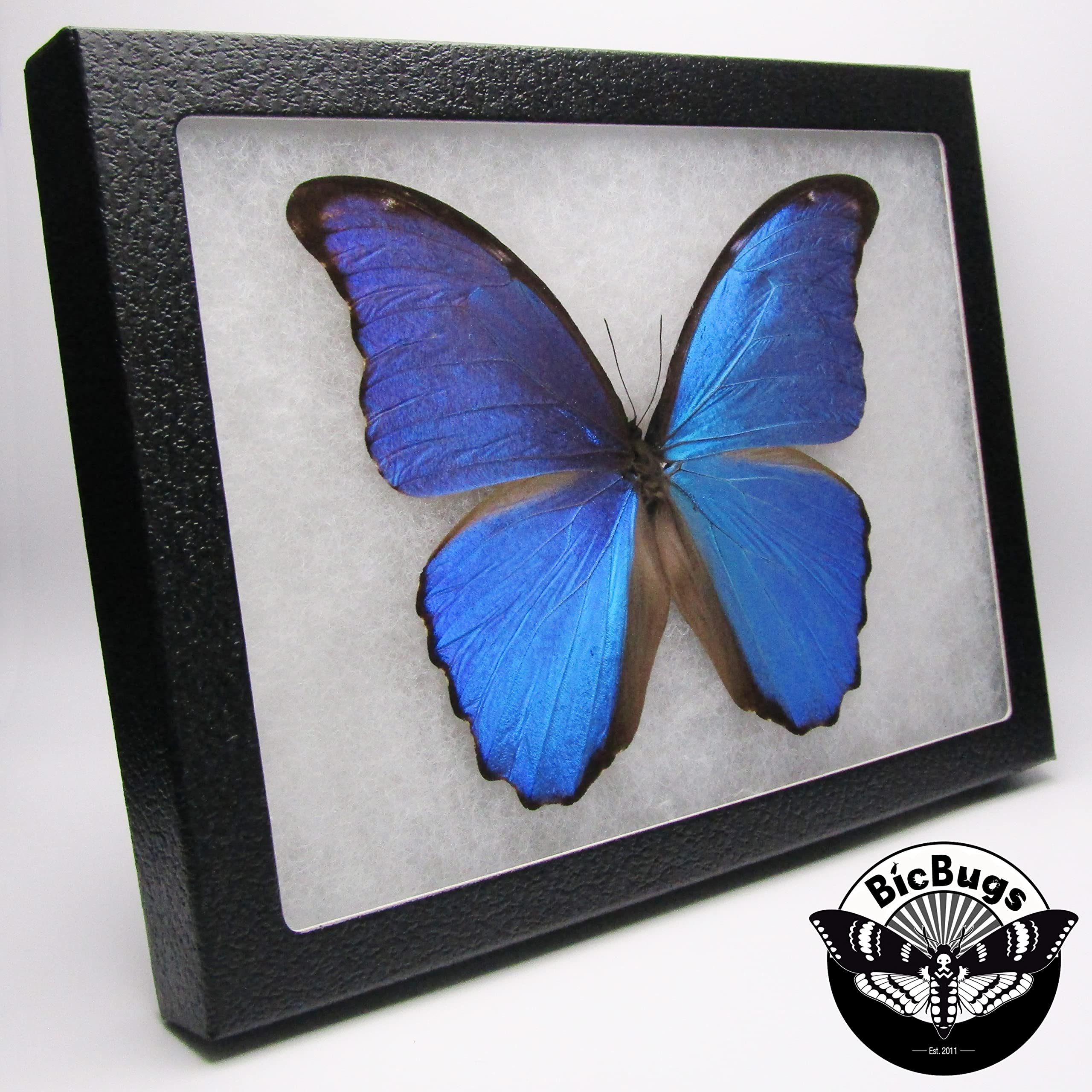 モルフォ・ディディウス（オス、ペルー産） Amazon.com: BicBugs Morpho didius REAL FRAMED Blue BUTTERFLY