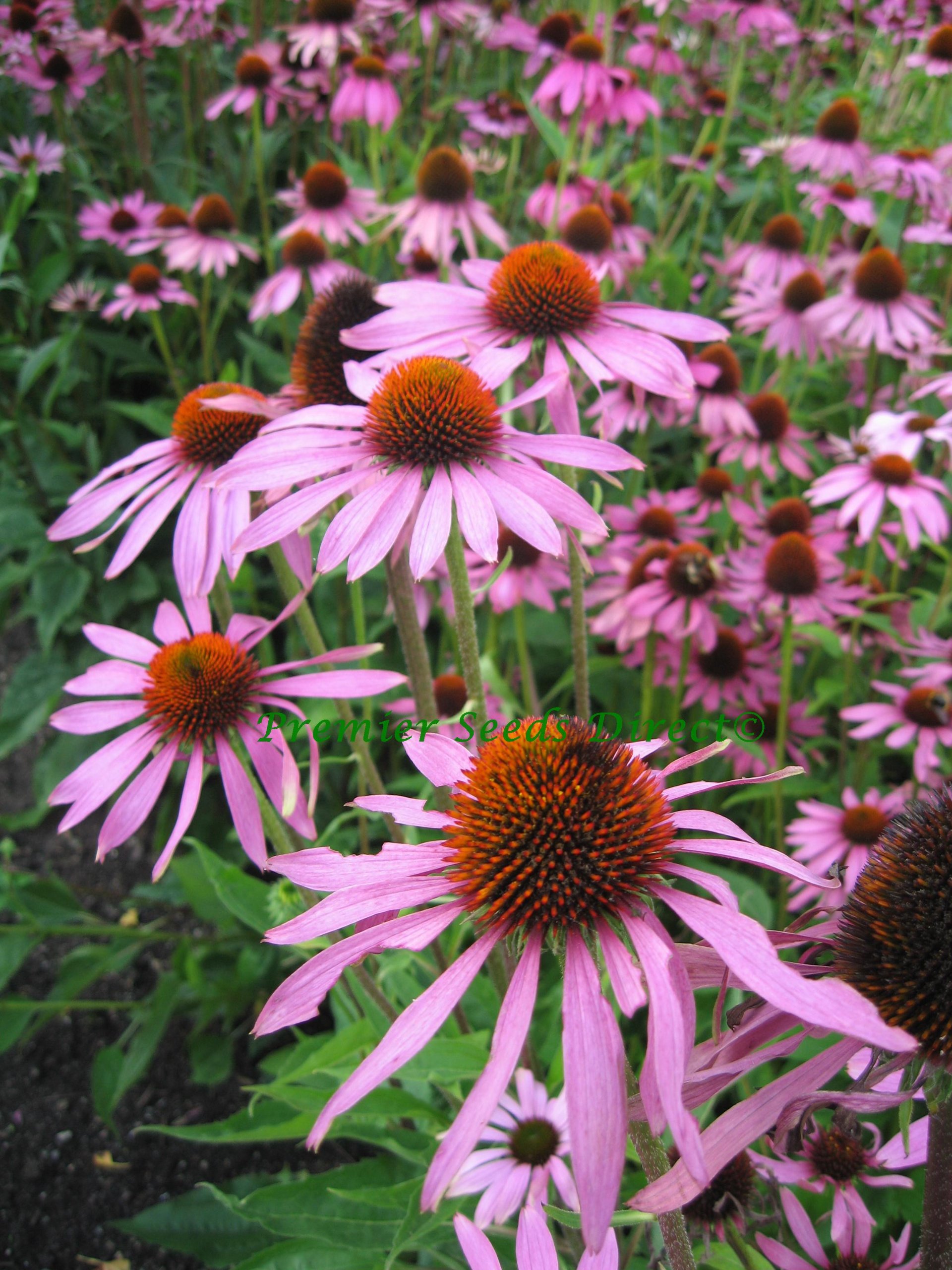 PREMIER SEEDS DIRECT - ECHINACEA - CONEFLOWER - Purple - 2500 Flower Seeds