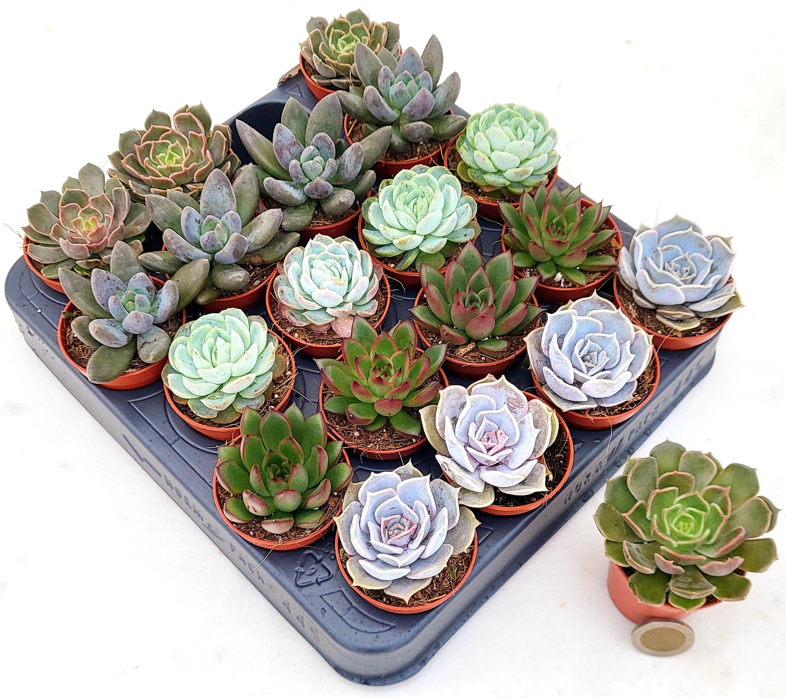 POWERS TO FLOWERS - ECHEVERIA DA MURO, MINI SET 20 PEZZI, VASO 5,5CM DIAMETRO, piante vere