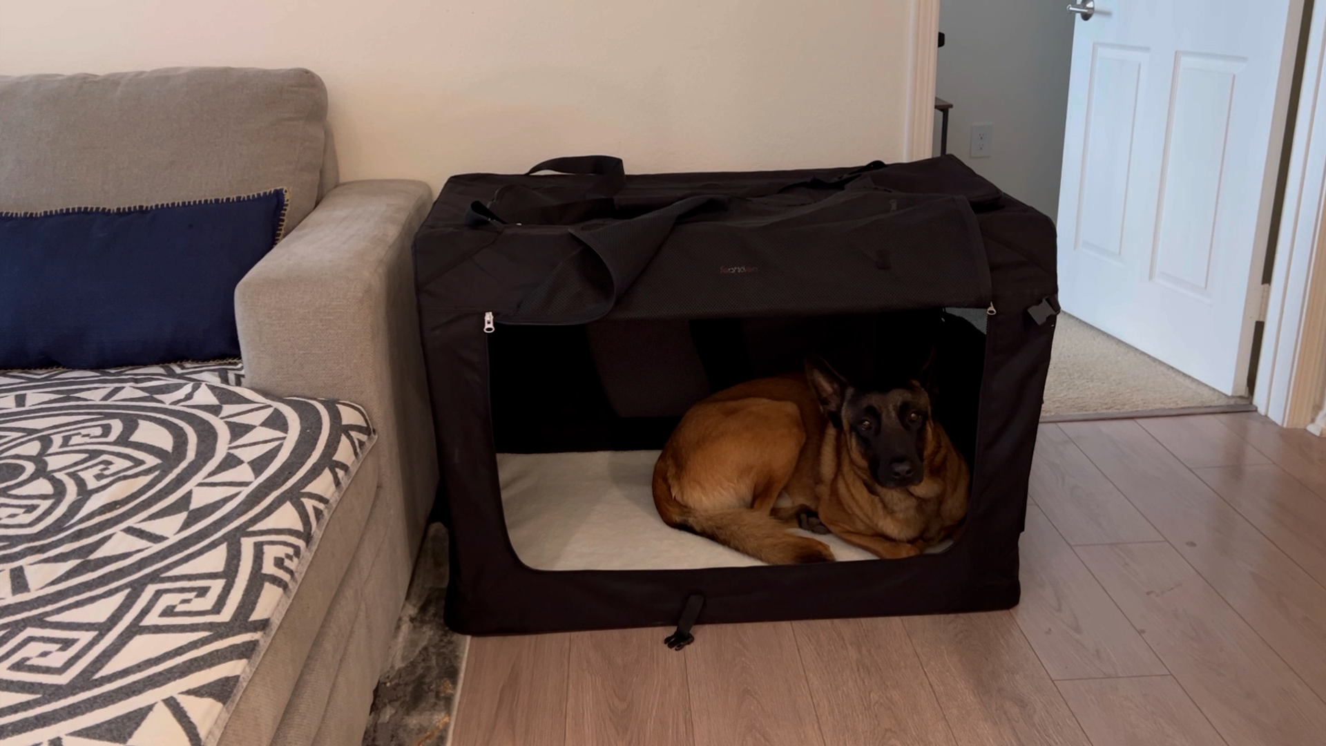 Amazon | FEANDREA キャリーバッグ 大型犬 変形しないデザイン 犬