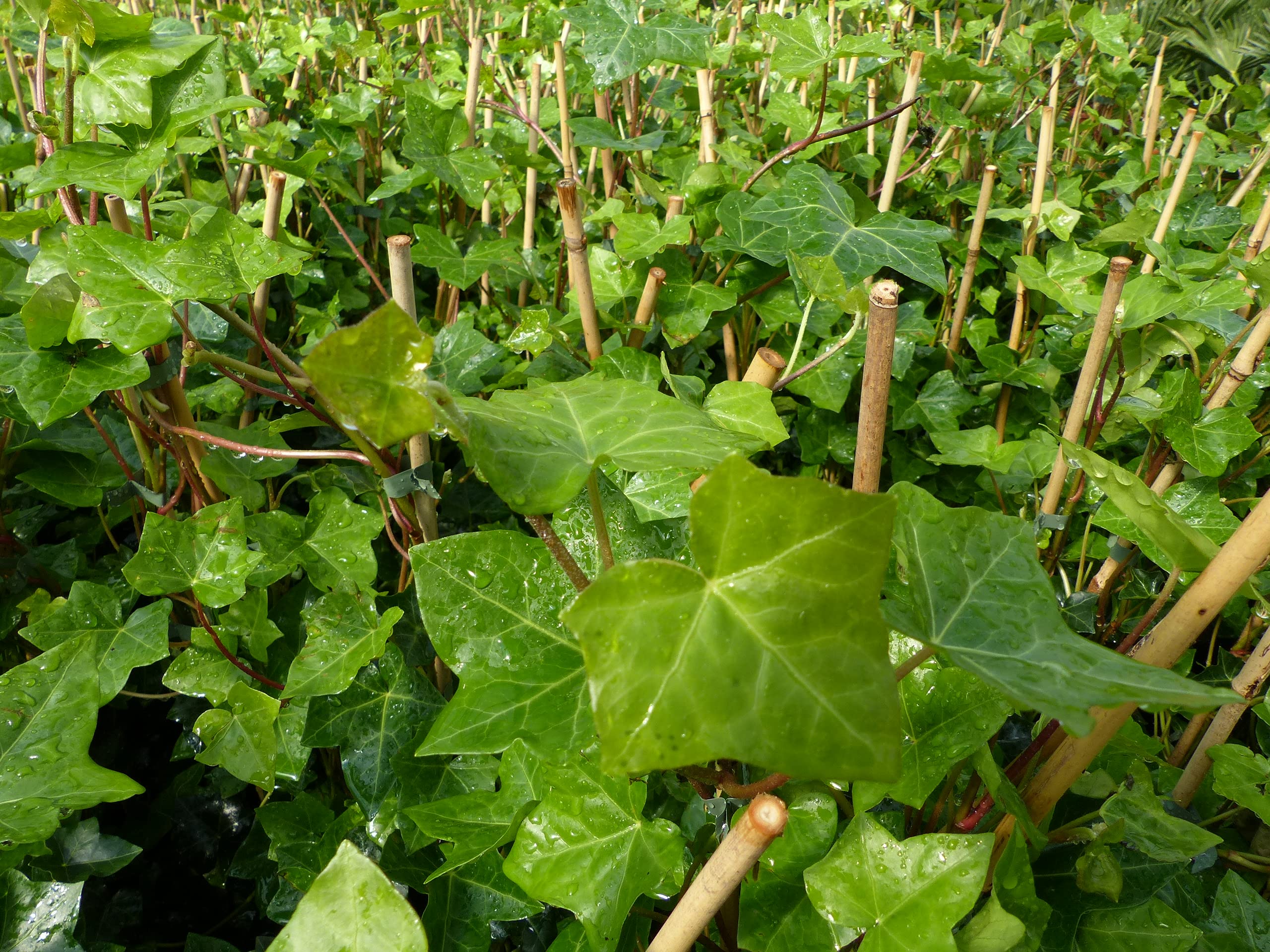 gruenwaren jakubik 10 Stck Efeu Hedera helix 100-120 cm Heckenpflanze  winterhart Kletterpflanze Hecke Sichtschutz blickdicht : Amazon.de: Garten