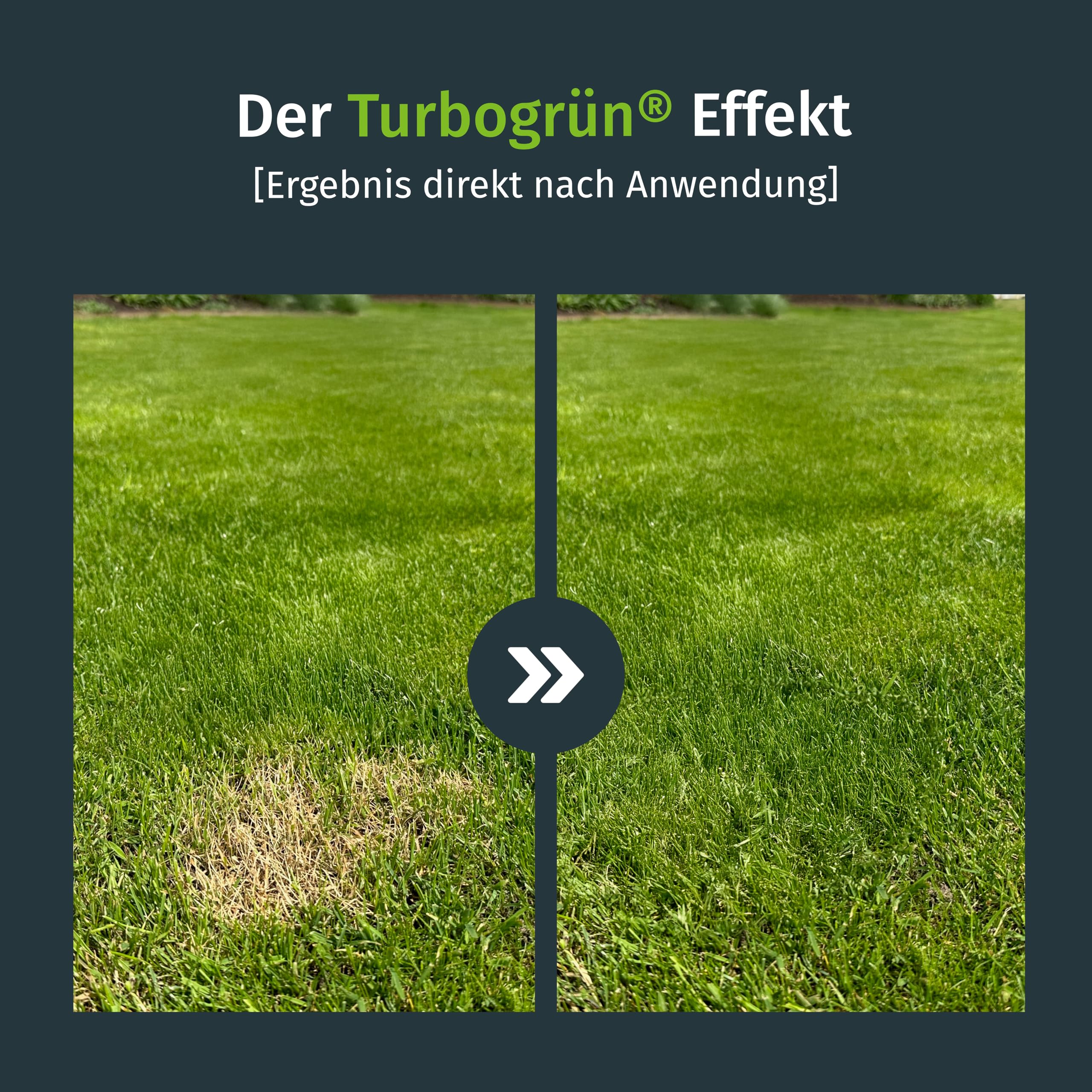 Rasenfarbe, macht braunen Rasen direkt grün, biologisch abbaubare Farbe auf Wasserbasis (1L für 6m²)