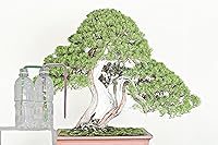 Vista 7 de Richson Barra de riego automático DB, herramienta de riego automático de dos semanas para árboles bonsái, 4 unidades/paquete