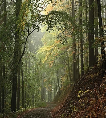 Miniatura 2 de Ambesonne Juego de funda de edredón con diseño de bosque, bosque otoñal brumoso con árboles sombreados, escena de bosque de ensueño brumoso, juego
