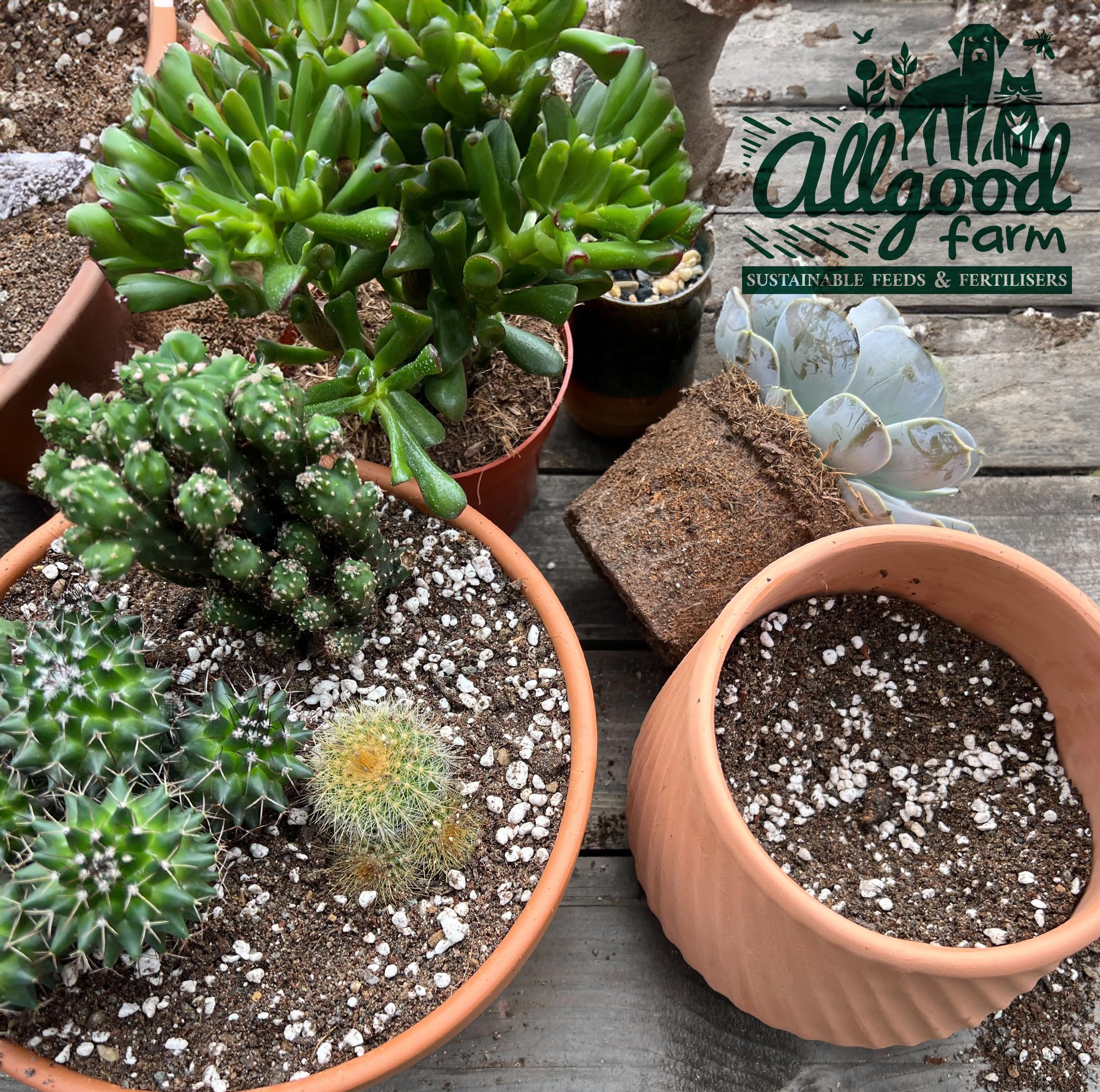 Allgood Farm Cactus Soil - Expert Cactus & Succulent Potting Soil Mix for Cacti Haworthia, Euphorbia, Echeveria, Agave (1 Litre) - Image 3