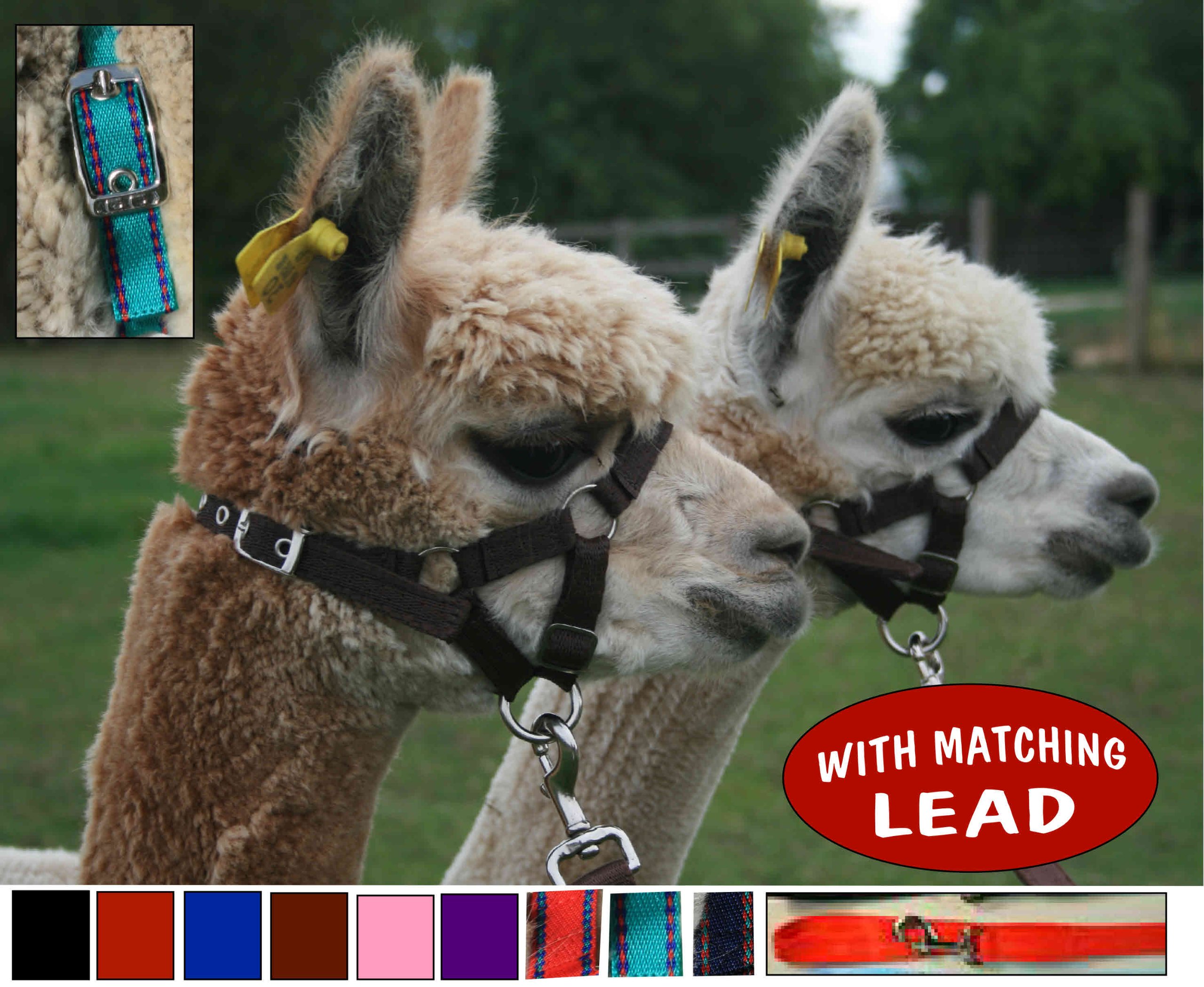 Homestead Farm SuppliesALPACA HEADCOLLAR HALTER & LEAD - X SMALL (CRIA SIZE) (Brown)