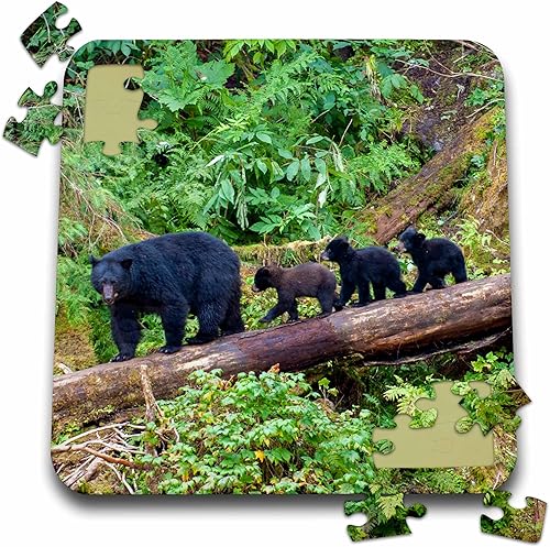 3dRose Black Bear Triplets Follow mom at ANAN Creek. - Puzzles (pzl-380611-2)