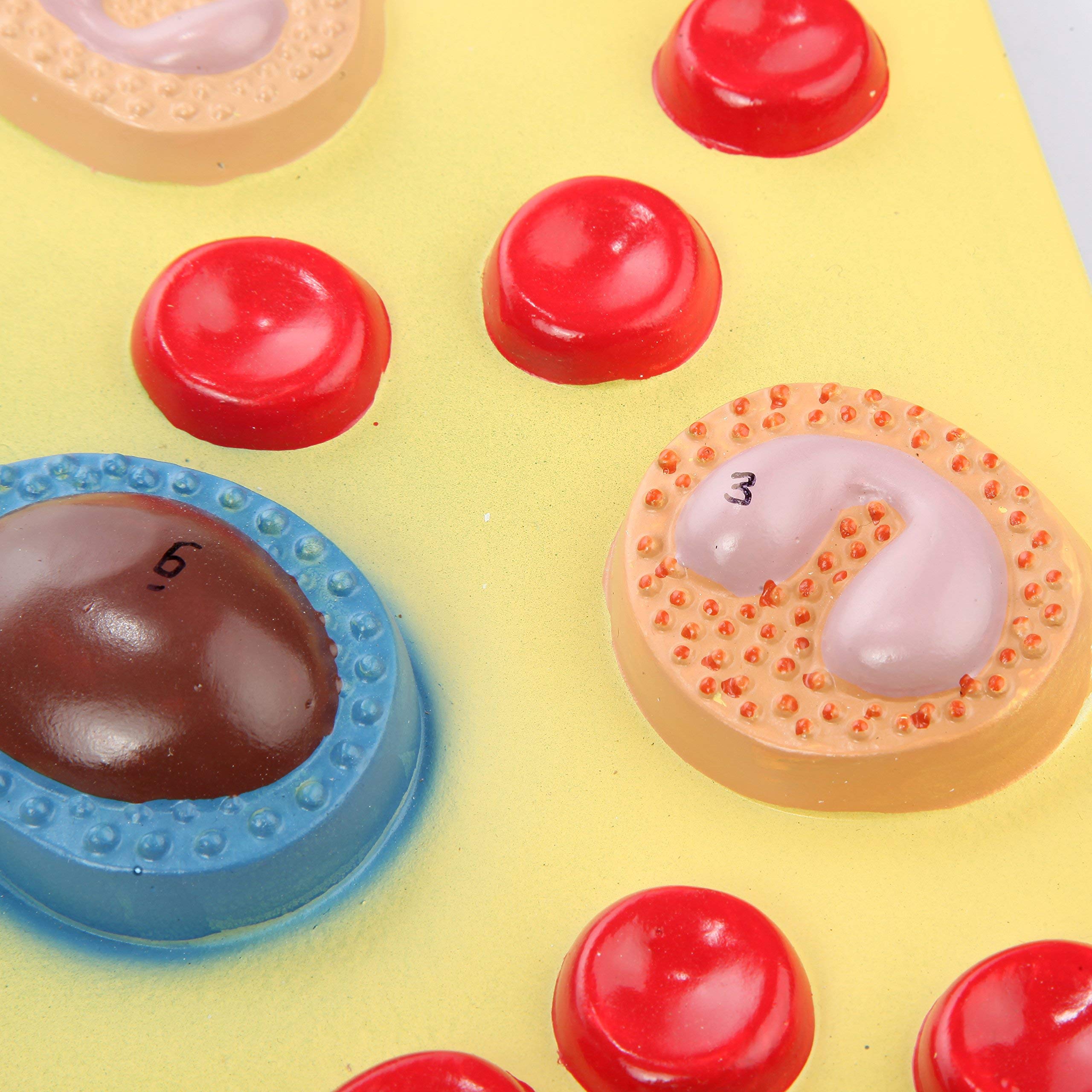 Axis Scientific Anatomy Model of Human Red Blood Cells, Enlarged Model with Cellular Detail of Plasma, Platelets, Granulocytes, and Monocytes, Full-Color Product Manual Included