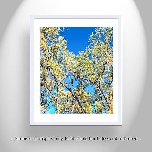 Miniatura 4 de San Pedro River Arizona Cottonwood Trees in Autumn