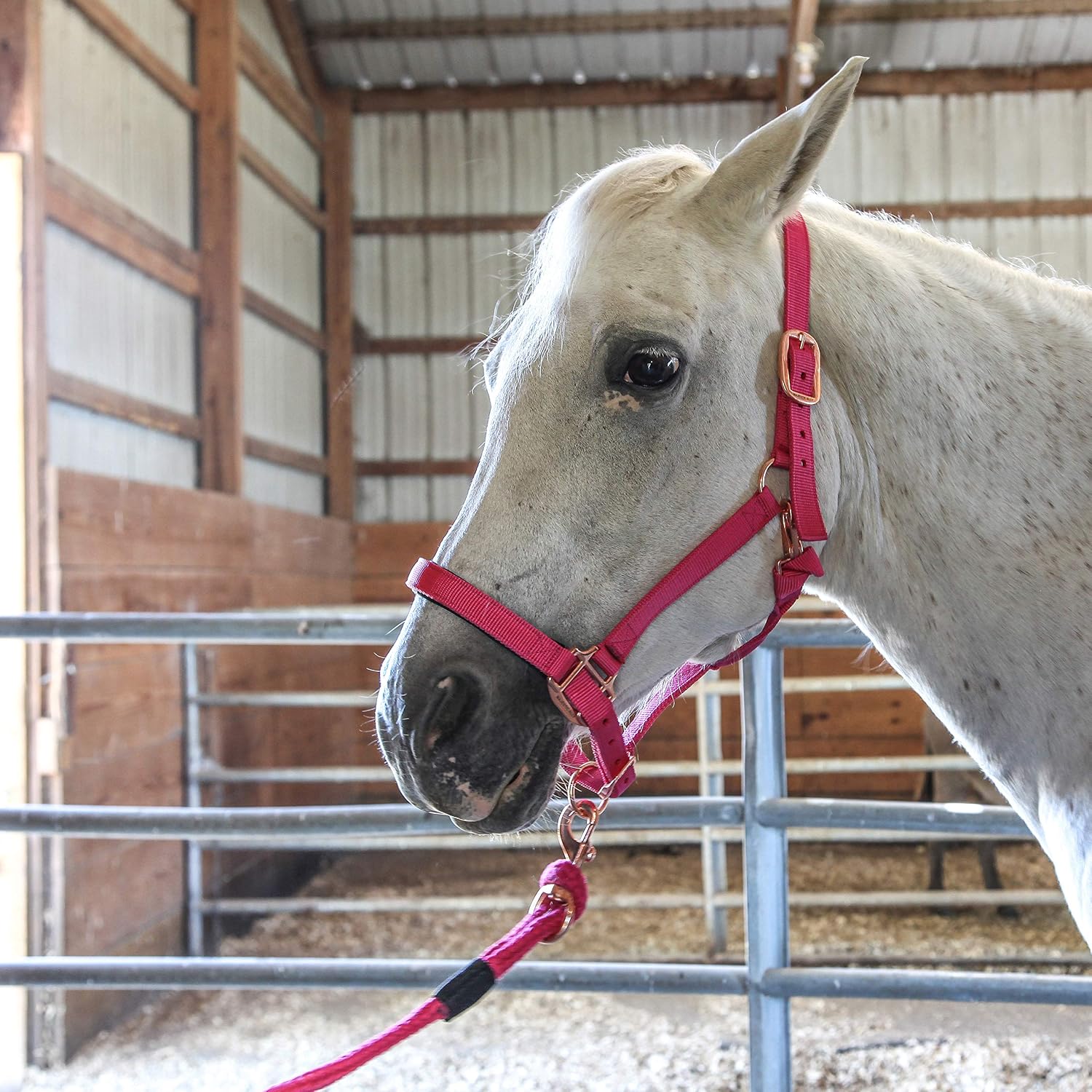 Majestic Ally Halter with Lead Rope for Horses–Adjustable Chin and Crown–Rolled Throat Latch with Replaceable Snap–Padded Noseband–Heavy Duty Rose Gold Finish Hardware