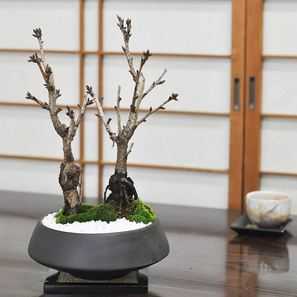 輪花鉢 輪鉢 9号 | リッチェル公式ウェブショップ