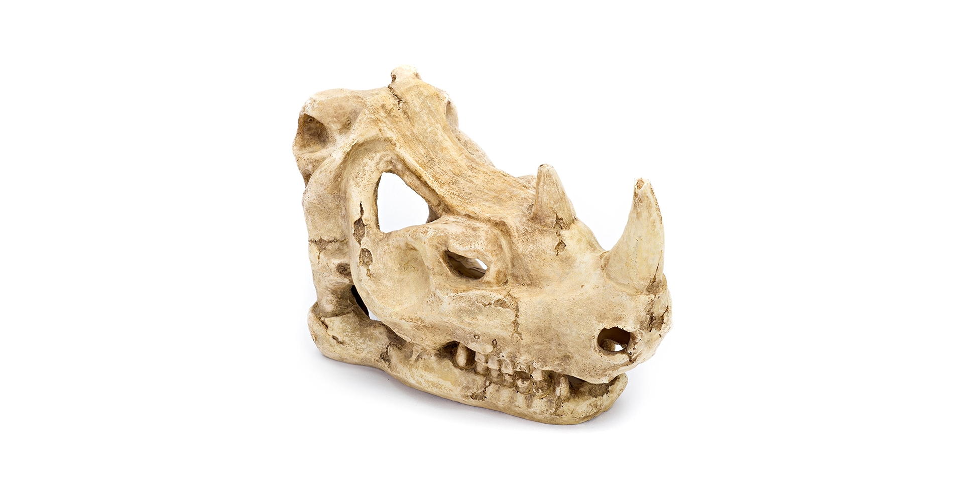 【たかはし様用】WORMED / Planisphaerium たかはし様用】WORMED / Planisphaerium Sinopterus? or
