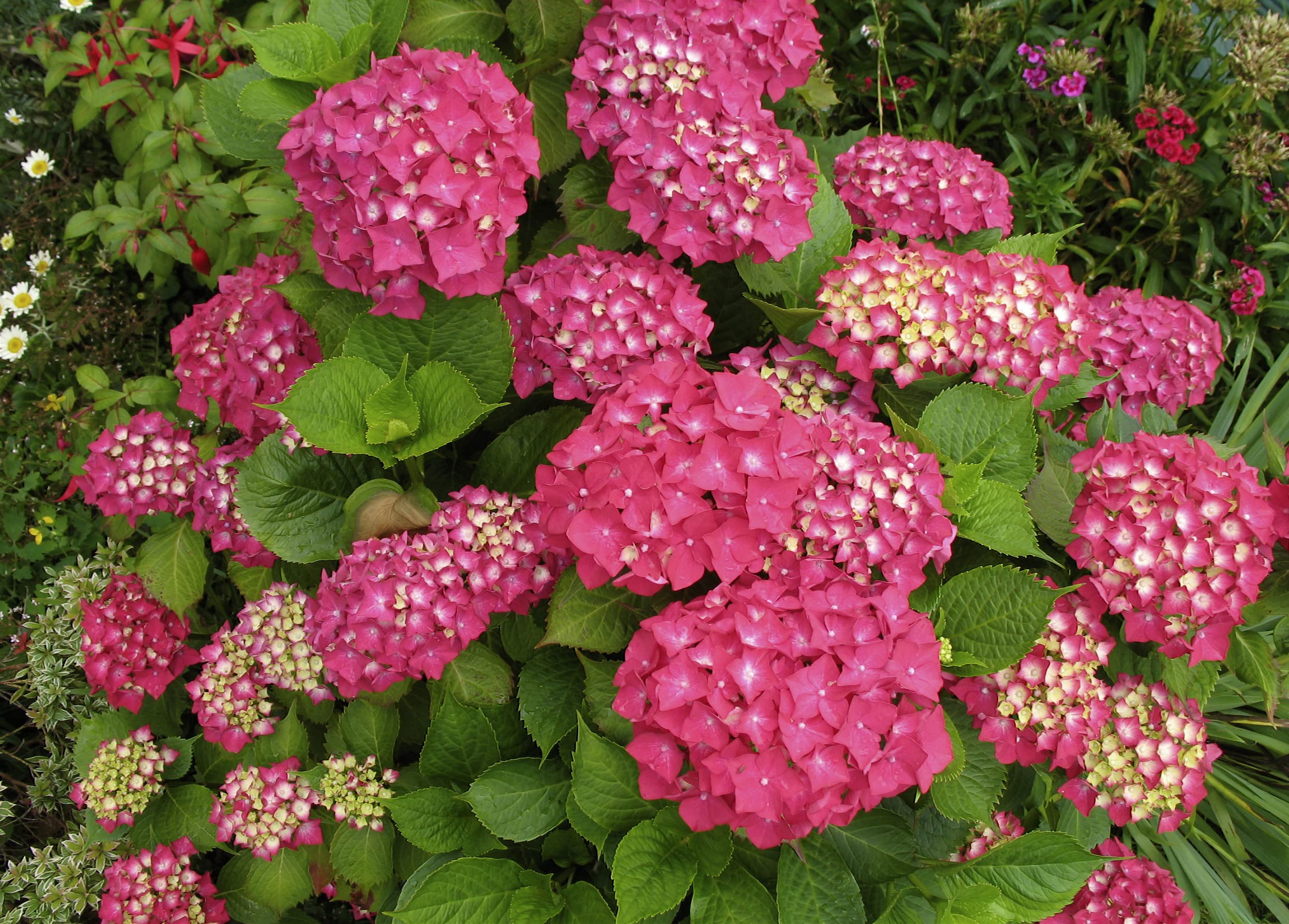 Ortensia "Hydrangea" 3 piante in vaso ø18 cm COLORI MISTI