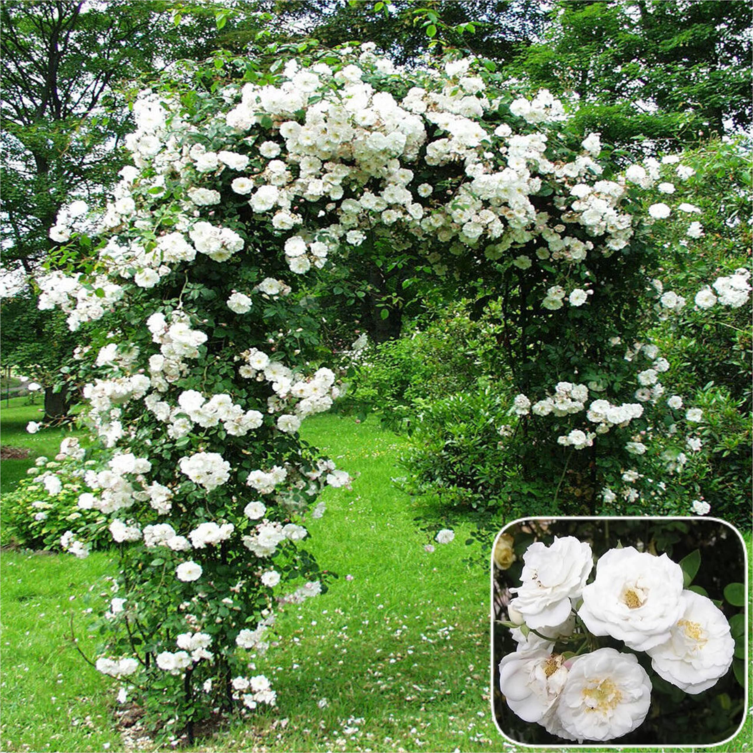 Buy 1x White Climber Rose Bush, Climbing Rose, Bare Root, Roses Bush
