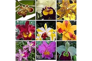 5 Live Orchid Plants Premium: Cattleya, Dendrobium, Oncidium, Vanda, Phalaenopsis