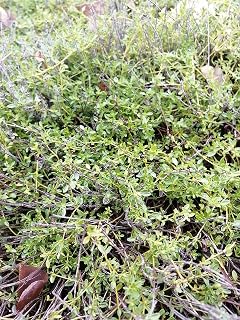 Hundredfold Creeping Thyme 1000 Seeds - Thymus serpyllum Brotherwort Ground Cover, Lawn Alternative, Rock Garden & Driveway Landscaping