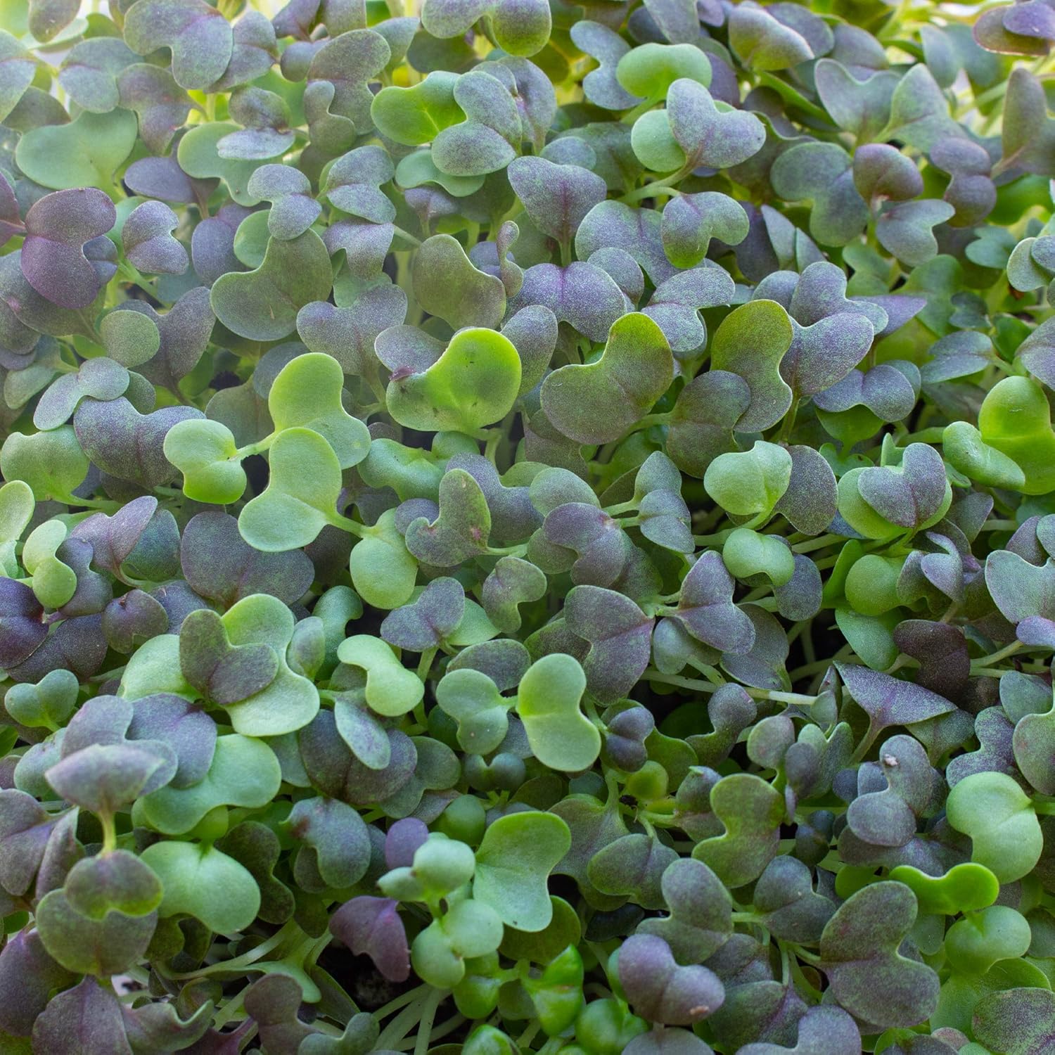 Colorful Mustard Microgreens Seed Mix - 1 Lb ~240,000 Seeds - Blend of Green, Purple, and Red Mustard Seeds