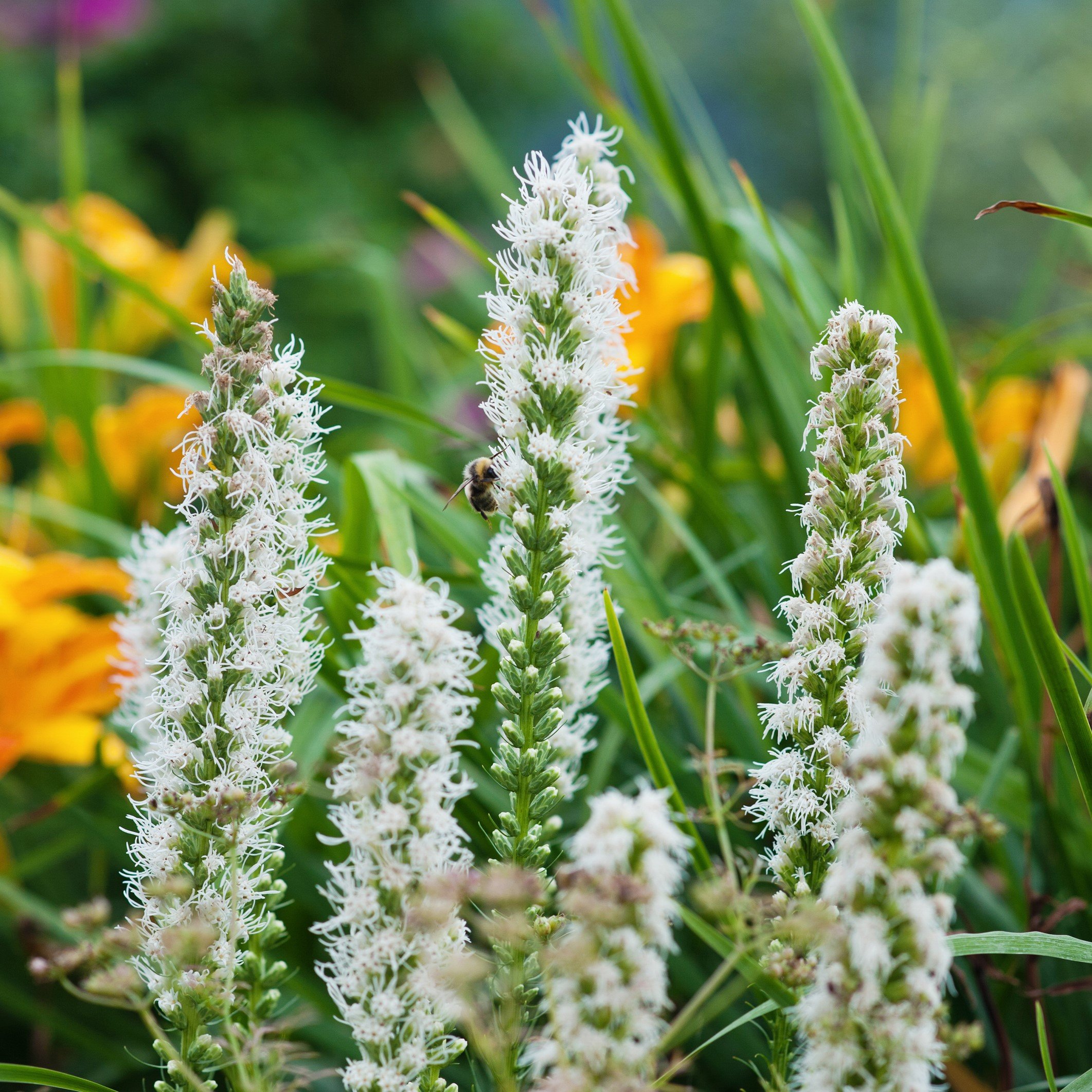 Easy to Grow Liatris Alba White