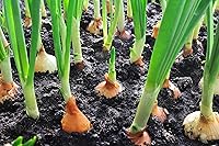 Vista 3 de Semillas de cebolla, 200+ amarillo dulce español, reliquia, semillas sin OMG, Allium cepa