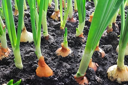 Miniatura 2 de Colección de semillas de cebolla  1000 semillas  4 variedades tradicionales sin OMG  Amarillo dulce español, blanco dulce español, criollo rojo,