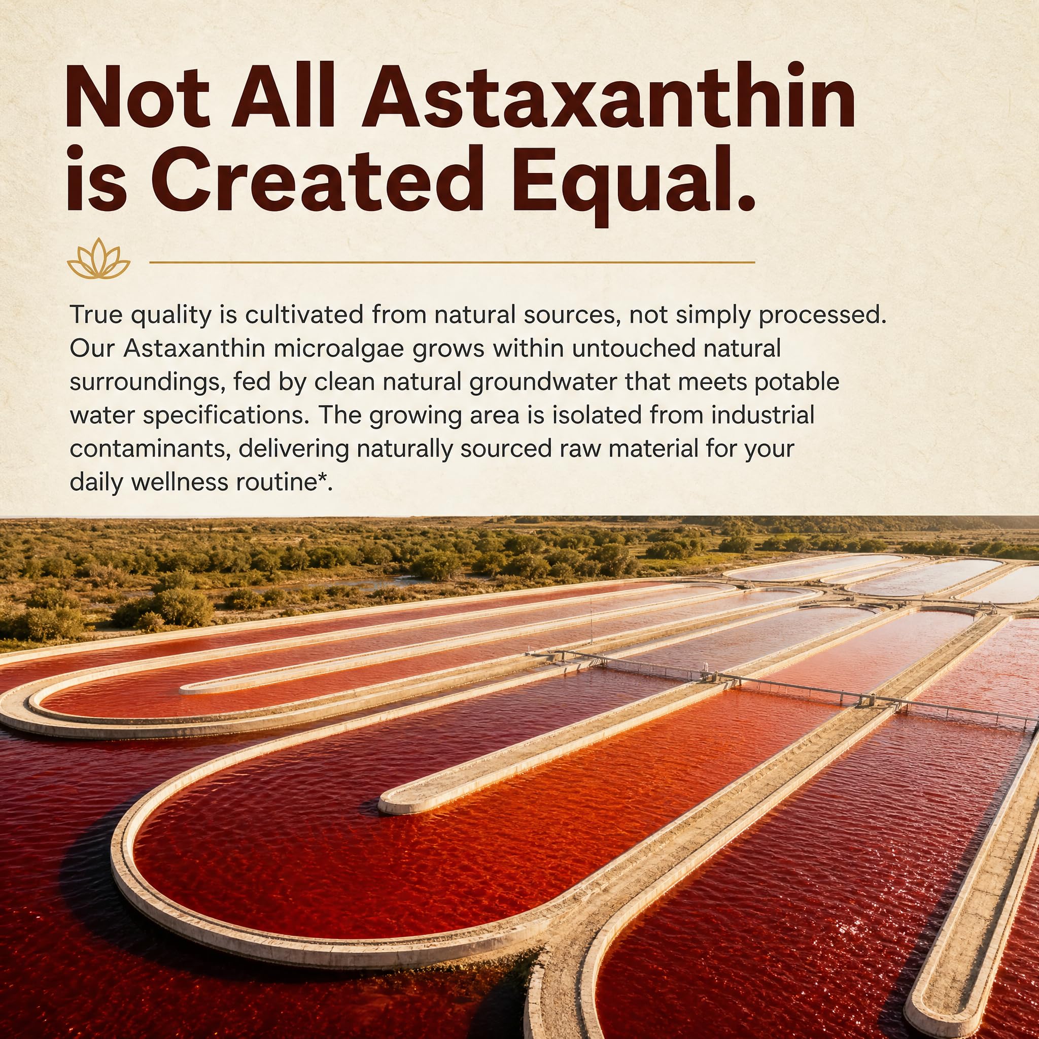 Astaxanthin 12mg & Lutein Gummies, Strength Quadruple Nutrient Antioxidant — Amazon image 6