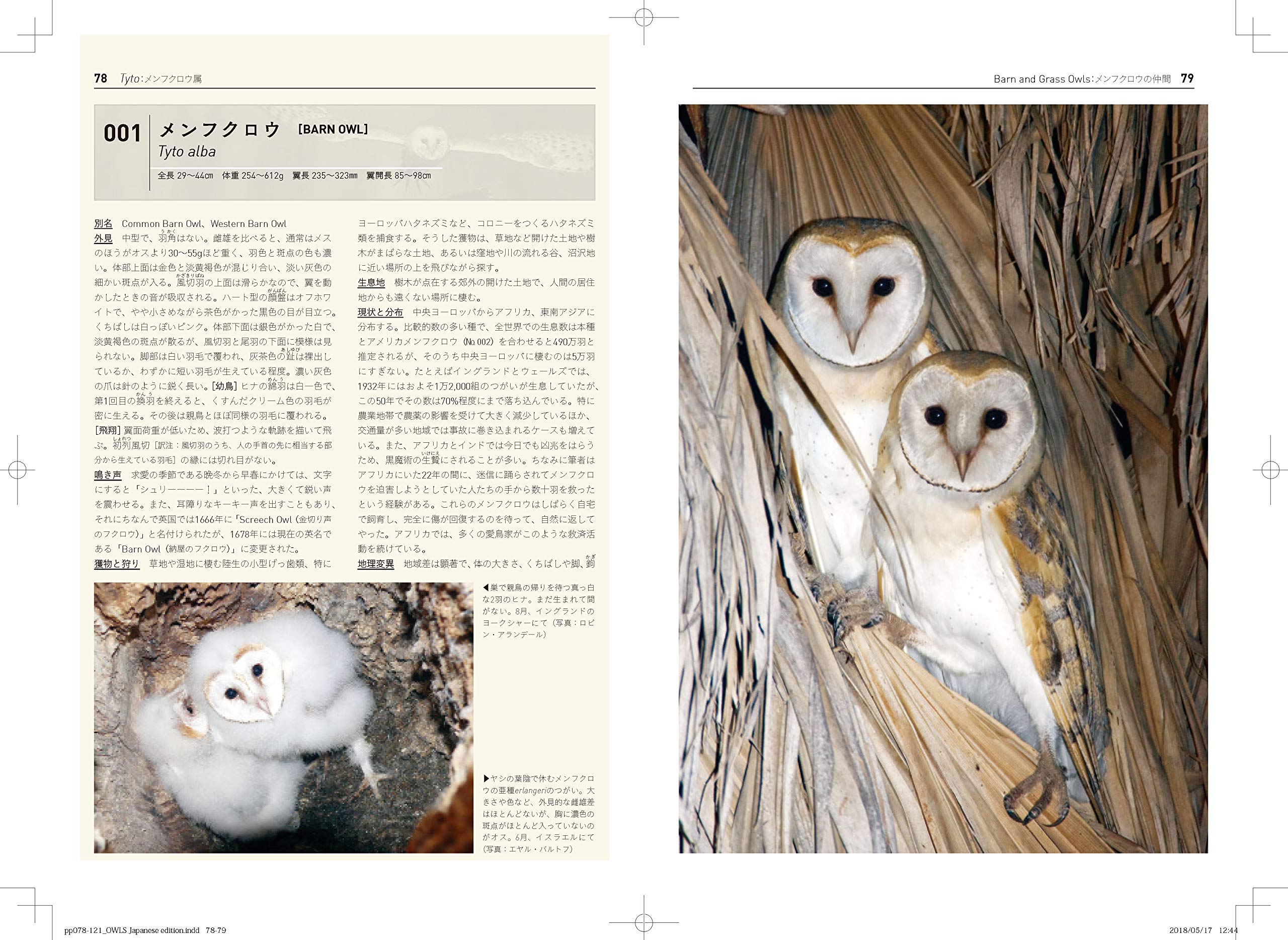 世界のフクロウ全種図鑑 ハイモ ミッコラ 早矢仕 有子 五十嵐 友子 本 通販 Amazon