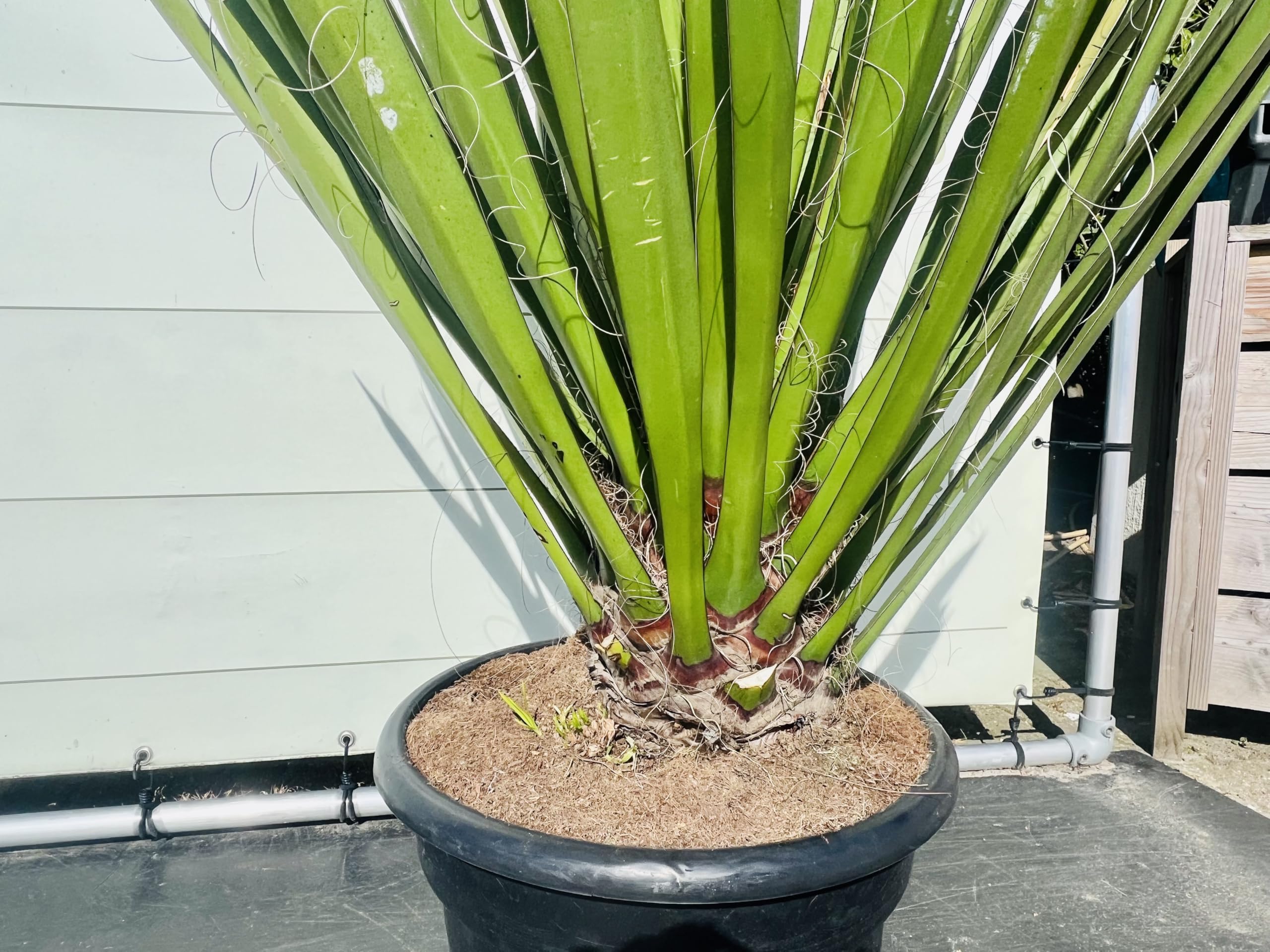 Tropictrees, Yucca Faxoniana Plante exotique du désert pour jardin et terrasse, résistante à l'hiver, facile d'entretien et décorative, parfaite pour les endroits secs, faxon yucca, 140 cm