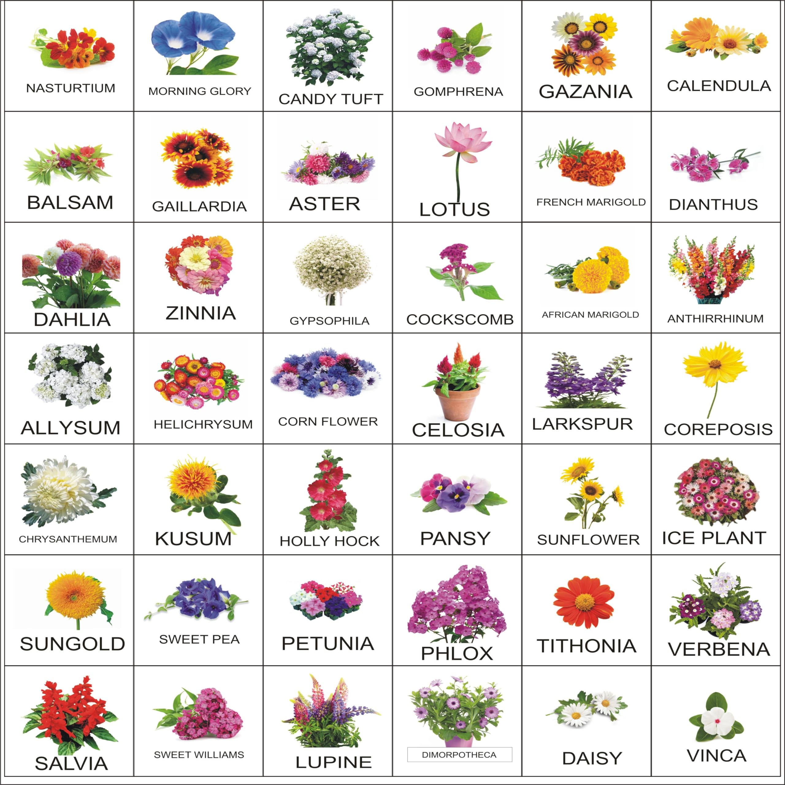 Morbih Flower Seeds Combo 40 Varieties Seeds Pack Seed (40 per packet) (B0CST73226) Amazon Price History, Amazon Price Tracker