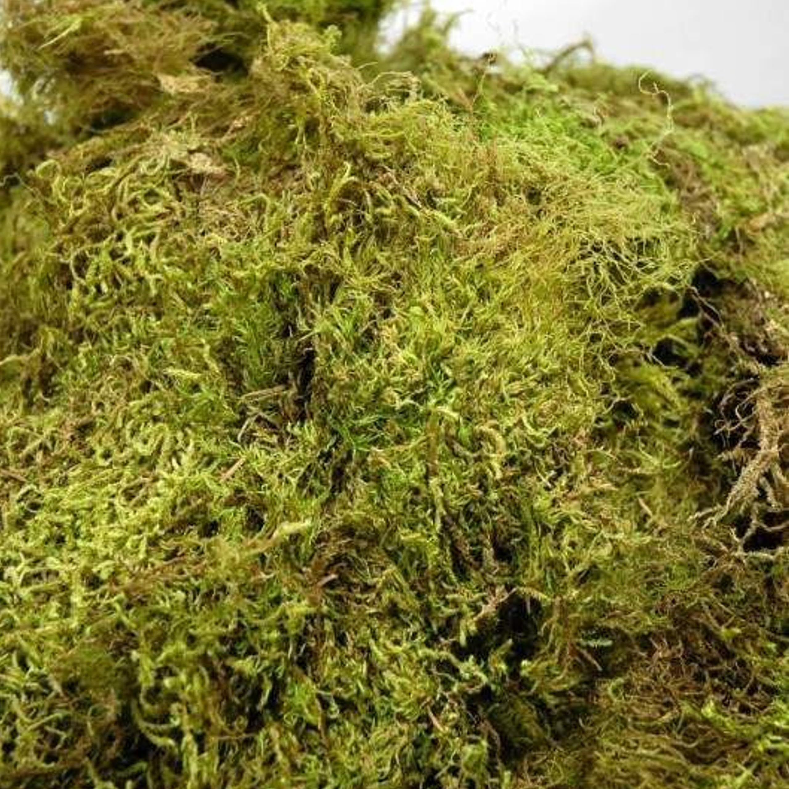 Kushplant Natural Dried Moss Grass Preserved For Pots With The Nice Green Appearance For Home and Garden 0.5 kg bag (B0D3J1W5P9) Amazon Price History, Amazon Price Tracker