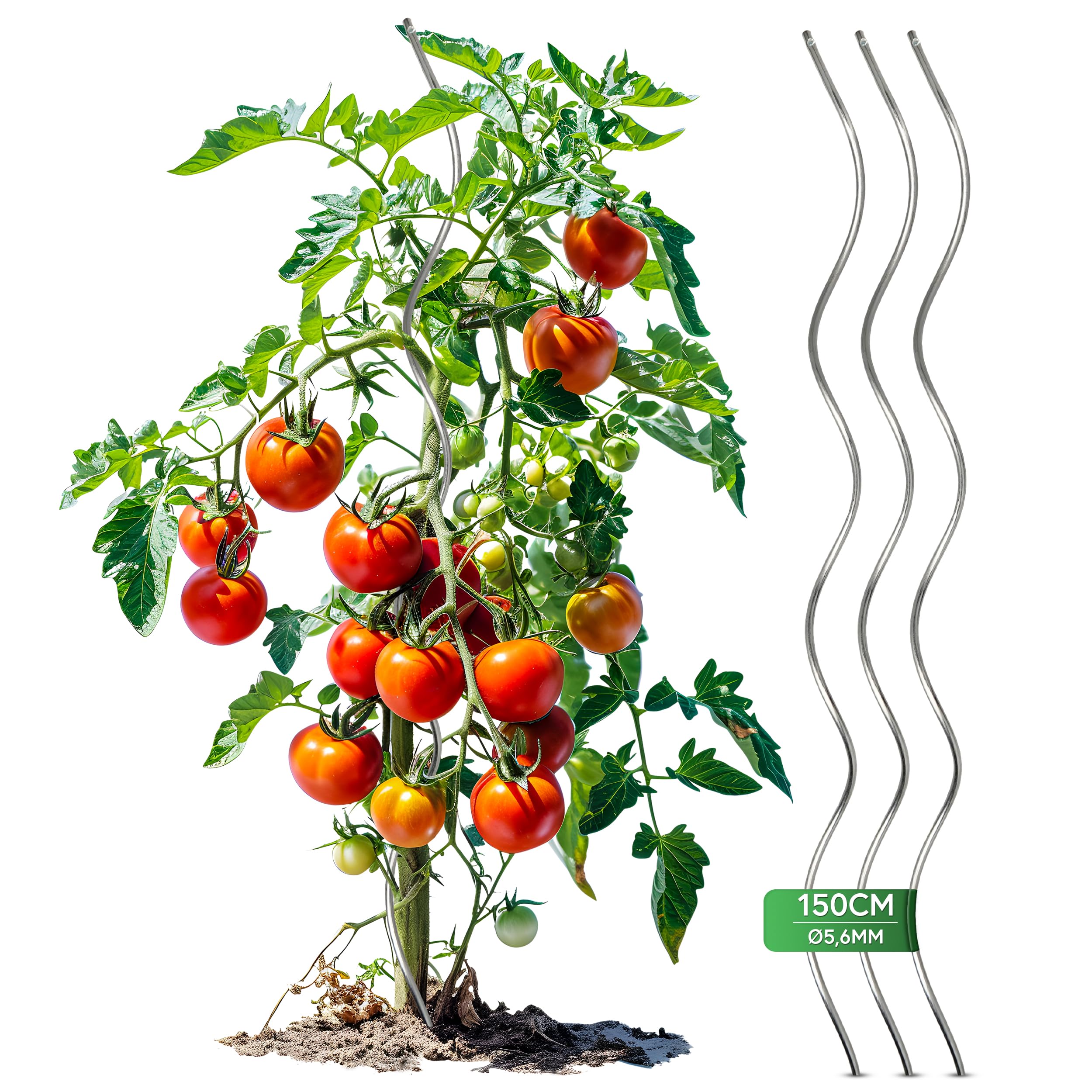 Gartenwelt Riegelsberger Spirali per pomodoro, altezza 150 cm, in acciaio, diametro 5,6 mm, 20 pezzi