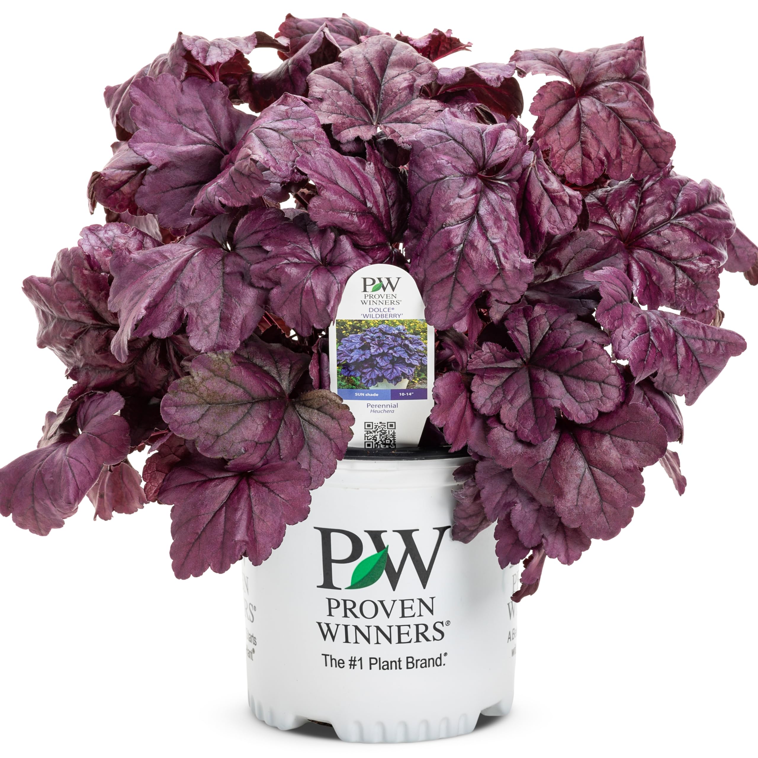 Proven Winners Dolce Wildberry Coral Bells