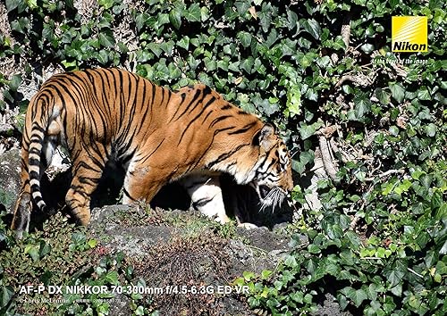 Miniatura 2 de Nikon teleobjetivo zoom lente AF-P DX NIKKOR 2.756-11.811 in f / 4.5-6.3G ED VR solo para formato Nikon DX