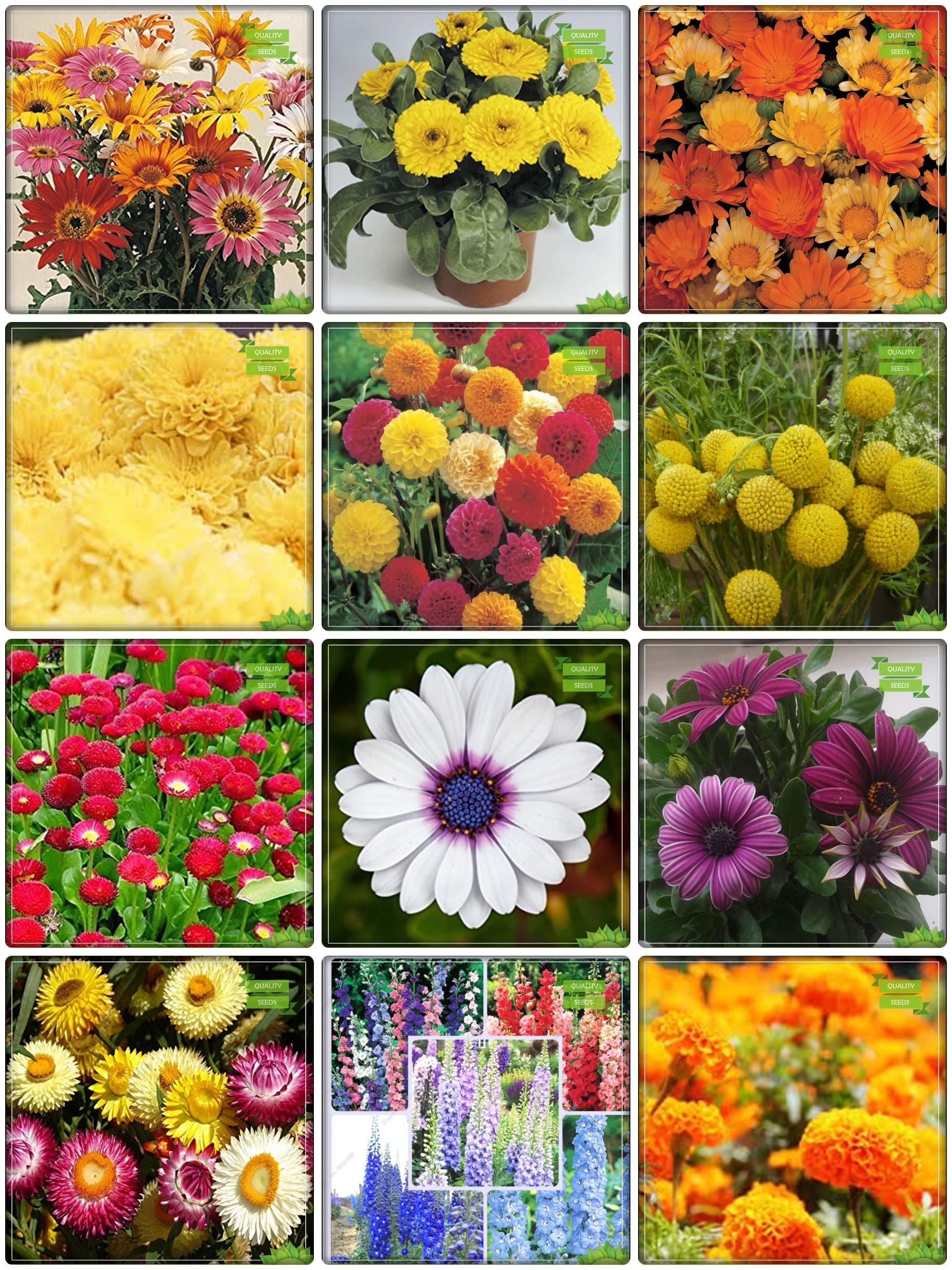 Creative Farmer Seeds And Plants Combo Flower Seeds : Acrotis Grandis, Calendula- Yellow, Blanketflower, Chrysanths Yellow, Dahlia -Beauty Mixed, Drum Stick Globosa, Daisy-Pomp, Cape Daisy, Gazania-Sunshine, Helichrysam, Larkspur-Giant, Marigold-Oran (B07HTNRHGR) Amazon Price History, Amazon Price Tracker