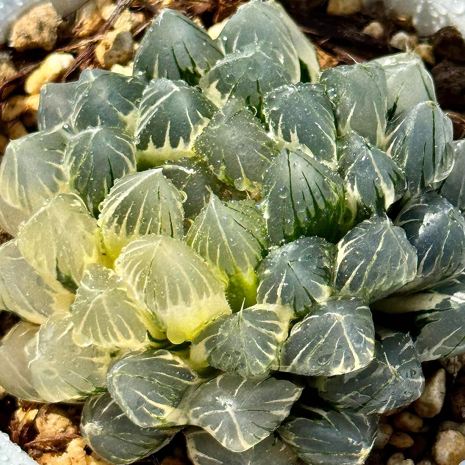 樹高8㎝極太 赤花 百日紅 ミニ 小品 盆栽 真柏 黒松 五葉松 赤松 紅葉