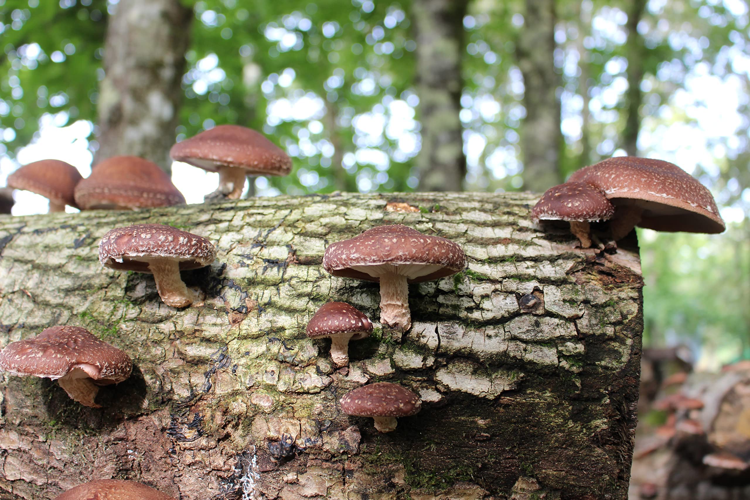 HIFAS - Setas Autocultivo - Autocultivo de Seta Shiitake sobre Troncos de Madera, Perfecto para el Cultivo de Setas en casa o para el Huerto, Mushroom Growing (1000 Uds)