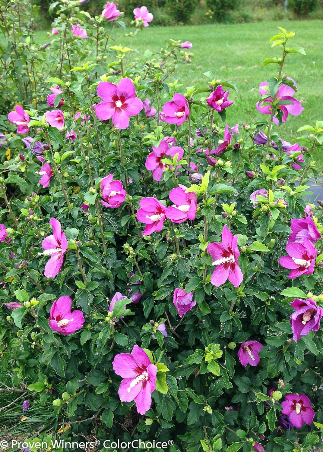 Live Plant from Green Promise Farms - Hibiscus syriacus, Lil' Kim Violet Rose of Sharon #3 Gallon Size Container Purple Flowers