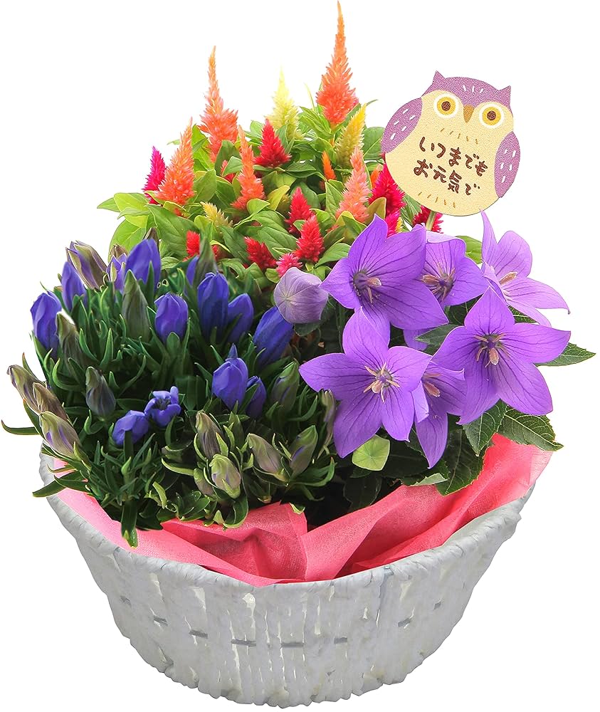 新品未使用 370点掲載 188P ギフト 敬老の日 プレゼント 今期 敬老の日 じいじとばあばの宝箱 プレゼント