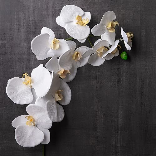 Ashland Tallo de orquídea blanca