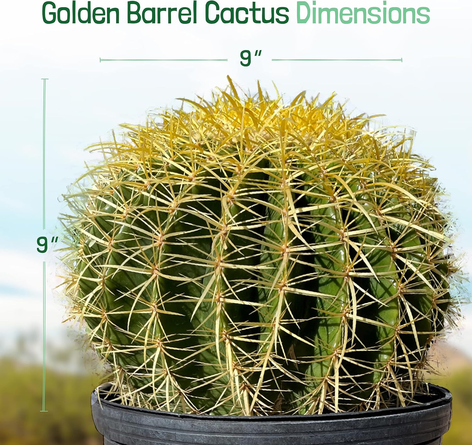 Cactus Outlet - Golden Barrel Cactus Plant - Barrel Cactus Plants Live - 5 Gal (9x9) - Landscape Ready Barrel Cactus Plants Live Delivered Right to Your Door - Live Plants Outdoor