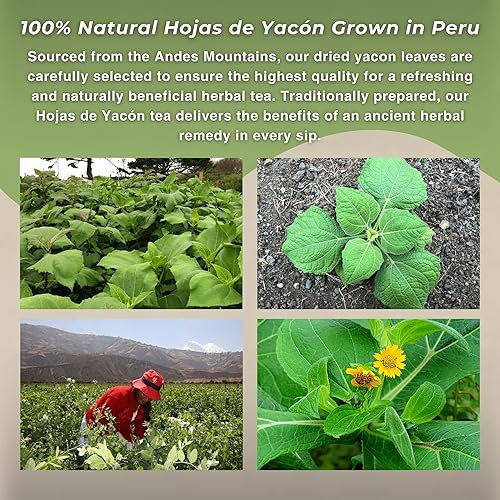 Miniatura 7 de Hanan Hojas de yacón 1.1oz (30g) Té de hierbas de hojas sueltas de Perú - Hojas secas totalmente naturales de la planta Smallanthus sonchifolius de